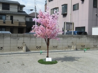 桜立木③ (3)
