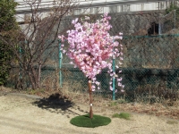sakura-1a