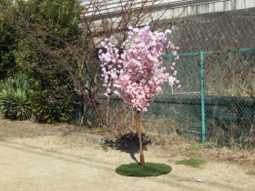 sakura-2a (1)
