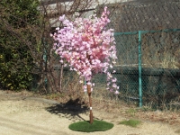 桜立木③ (3)