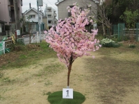 sakura-1a
