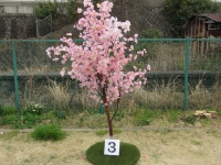 桜立木③ (3)